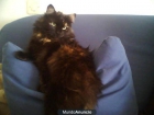 Ava, preciosa carey pelo semilargo para adoptar - mejor precio | unprecio.es