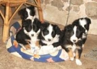 Cachorros Border Collie - mejor precio | unprecio.es