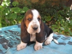 CACHORROS DE BASSET HOUND - mejor precio | unprecio.es