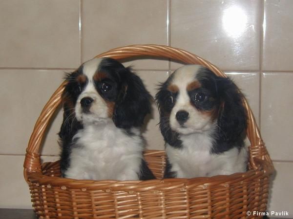 CAVALIER KING CHARLES SPANIEL