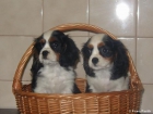 CAVALIER KING CHARLES SPANIEL - mejor precio | unprecio.es