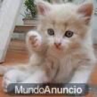 GATITOS BUSCANDO HOGAR - mejor precio | unprecio.es