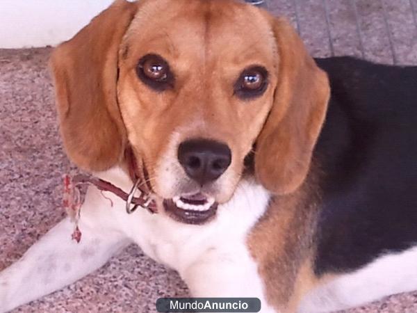 HEMBRA DE BEAGLE BUSCA NOVIO
