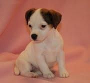 Jack Russel Cachorro domicilio desde estepona a tarifa