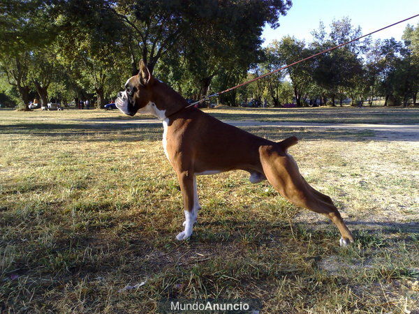 macho dorado disponible para montas