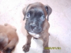 PRECIOSA CAMADA DE BOXER !OFERTA ESPECIAL! - mejor precio | unprecio.es