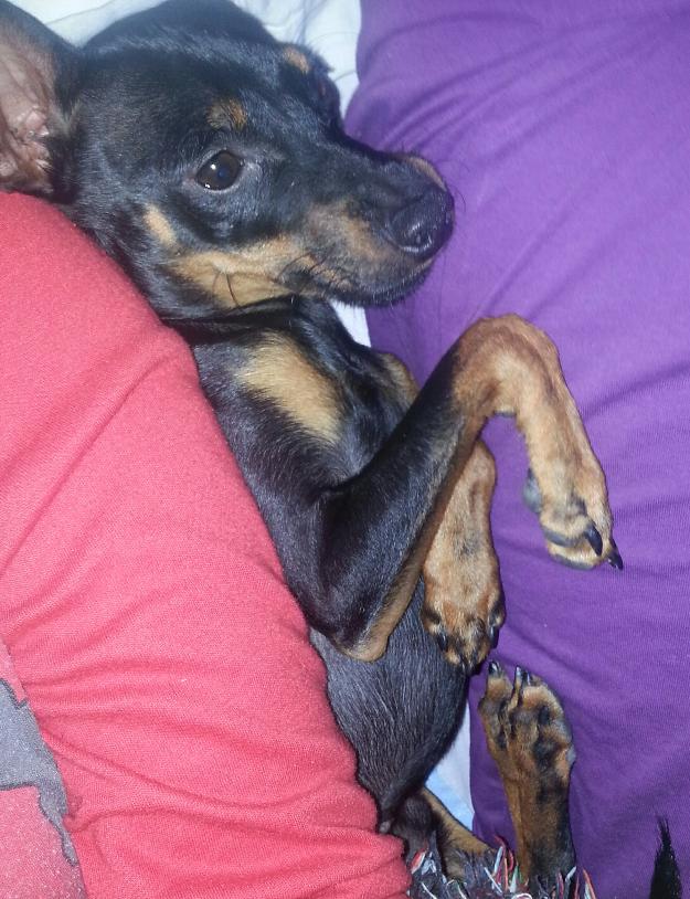 Se ofrece monta de pincher enano