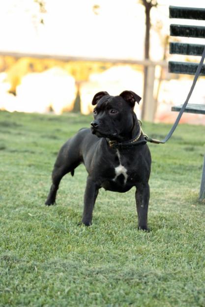 staffordshire bull terrier