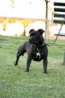 staffordshire bull terrier - mejor precio | unprecio.es