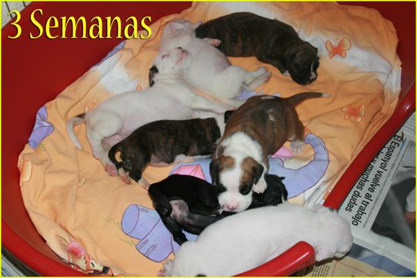 vendo boxer