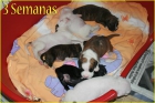 vendo boxer - mejor precio | unprecio.es