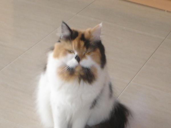 vengo gata persa