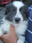 Venta de Border Collie - mejor precio | unprecio.es
