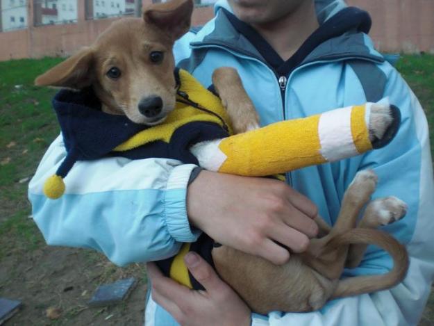 Cachorrita abandonada y atropellada, urgente!!!