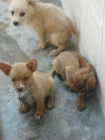 Estos cachorros estan en una perrera de Cadiz, - mejor precio | unprecio.es