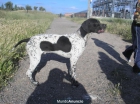 oportunidad cachorro pointer - mejor precio | unprecio.es