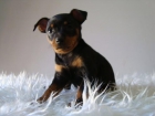 PINSCHER , NEGRO CON FUEGO , MACHOS & HEMBRAS MUY BONITOS !!! - mejor precio | unprecio.es