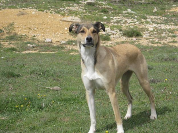 Regalo Cachorros Mestizos