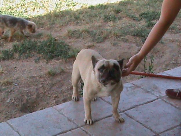 SEMENTAL BULLDOG FRANCES FAWN