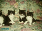 Vendo gatitos persas - mejor precio | unprecio.es