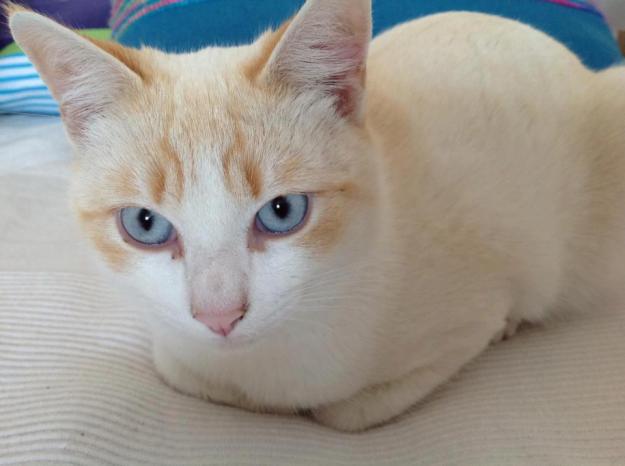 Gato en adopcion. Cruce siamés red point 1 año