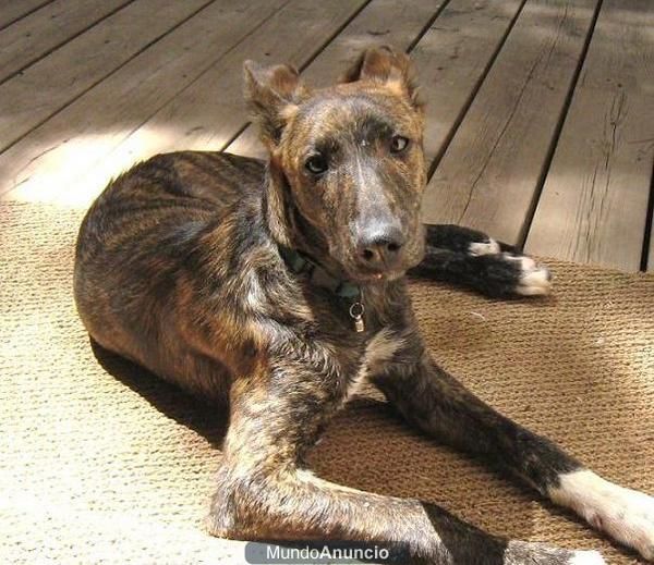 ¿quieres adoptar un compañero maravilloso? PORTOS, 4meses, busca una familia