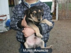 Cachorrito muy asustado ante su inminente sacrificio - mejor precio | unprecio.es