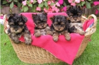 Cachorros de yorkshire con pedigree.Tienen todos sus papeles del pedigree - mejor precio | unprecio.es