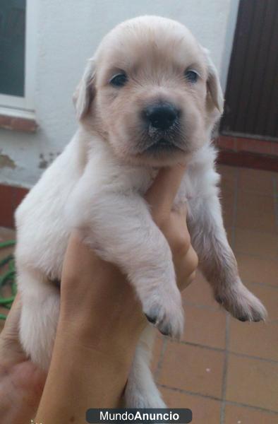 CACHORROS GOLDEN RETRIVER