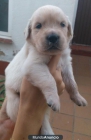 CACHORROS GOLDEN RETRIVER - mejor precio | unprecio.es