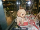 CANICHE APRICOT - mejor precio | unprecio.es