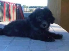 Caniche enano gris economico - mejor precio | unprecio.es