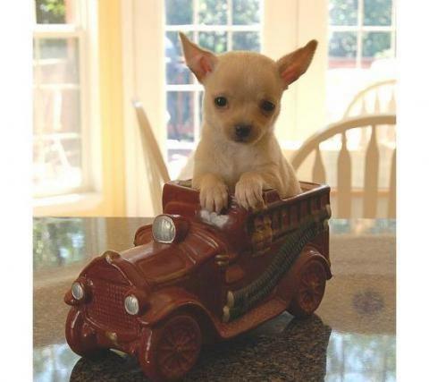 chihuahua cachorros