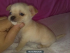 CHIHUAHUA MACHO - mejor precio | unprecio.es