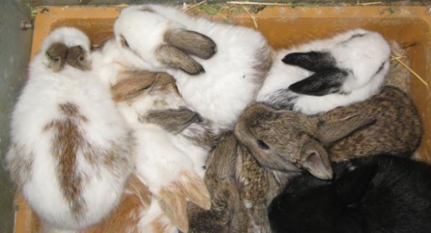Conejos de corral - Gazapos listos para entregar en 10 días