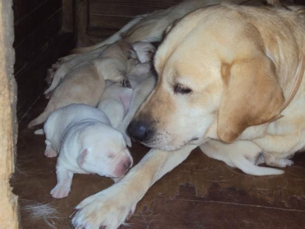 PERROS LABRADORES BARATOS