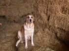 perros mastines leoneses - mejor precio | unprecio.es