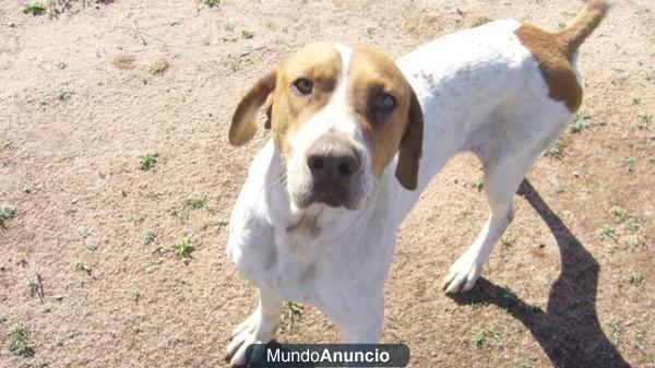 POINTER MACHO SALVADO DEL SACRIFICIO EN BADAJOZ