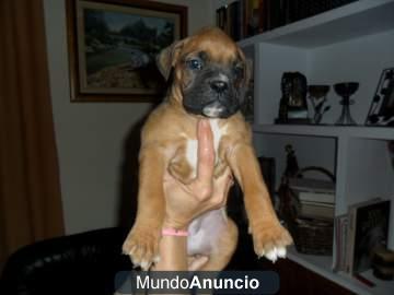 presiosa cachorrita boxer de pura raza