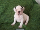 SE VENDE CACHORRO BULLDOG FRANCES - mejor precio | unprecio.es