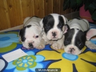 Tu Bulldog francés a un precio estupendo - mejor precio | unprecio.es