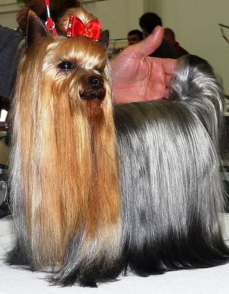 yorkshire terrier