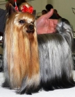 yorkshire terrier - mejor precio | unprecio.es