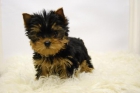 Yorkshire Toy inscritos en Loe de la Real Sociedad Canina de España - mejor precio | unprecio.es