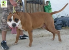 American Stafford en adopcion - mejor precio | unprecio.es
