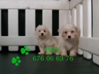 Bichon maltes de pura raza, ideales - mejor precio | unprecio.es
