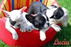 Bulldog frances pura raza y muy asequibles - mejor precio | unprecio.es