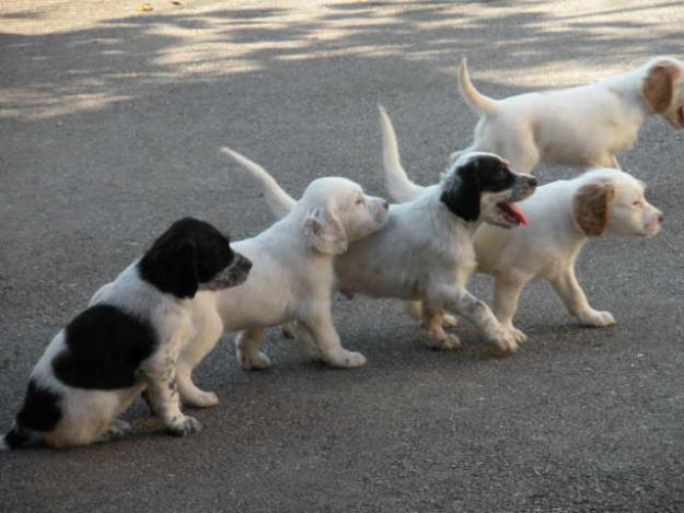 CACHORROS SETTER INGLES