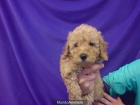 CANICHE, perros, cachorros, criadero, venta. - mejor precio | unprecio.es
