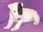 quiero un bull terrier pero me gustaria saber si alguien regala - mejor precio | unprecio.es